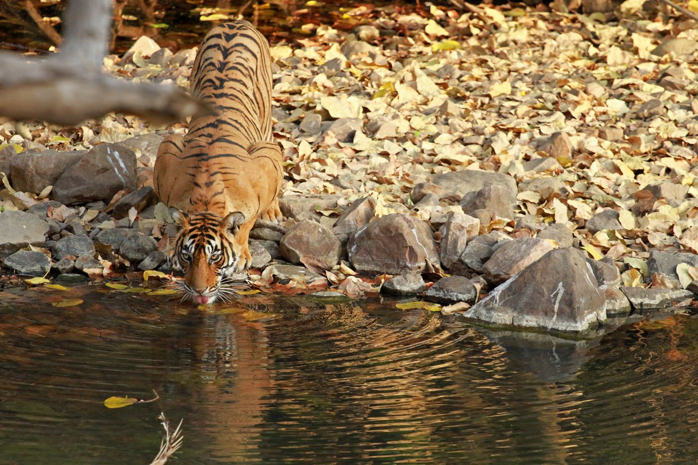 4-Day Golden Triangle With Ranthambore — photo 2
