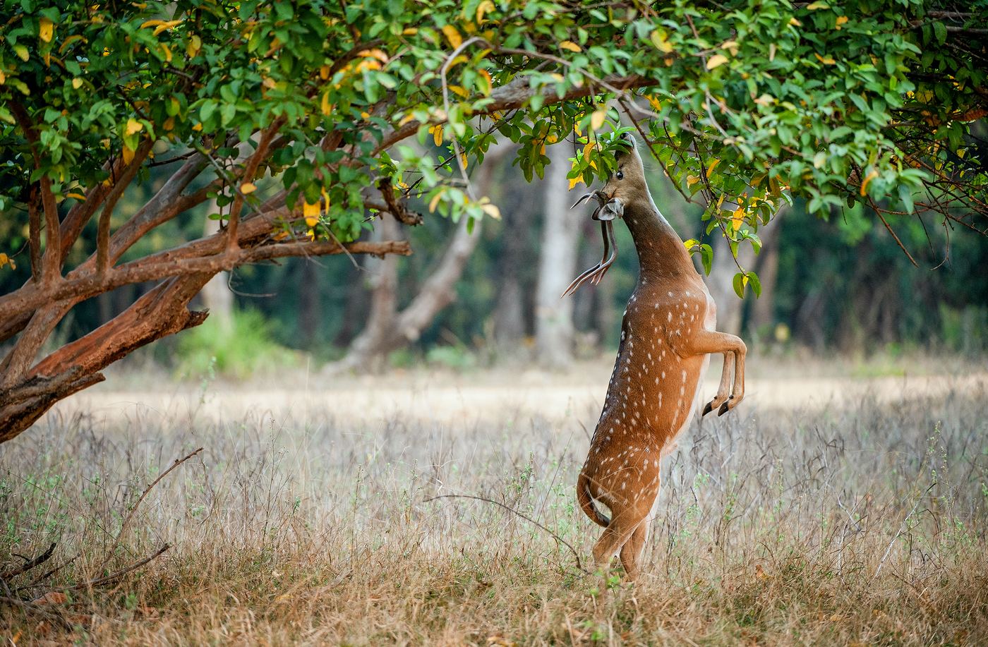 Jhalana Leopard Safari — photo 3