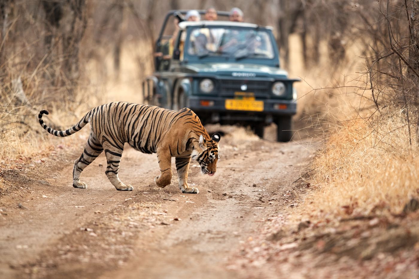 Drive to Ranthambore