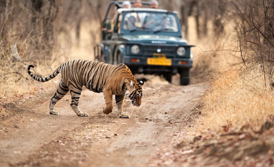 4-Day Golden Triangle With Ranthambore — photo 1