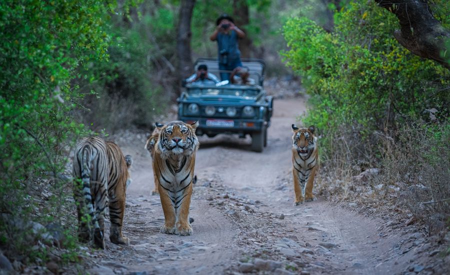 5-Day Golden Triangle With Ranthambore — photo 1